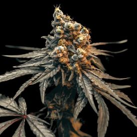 24K Gold Auto Feminized