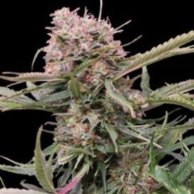 5-Star Bulk Cannabis Seeds