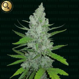 Griselda White Widow Feminized