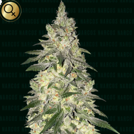 Kingpin Kush Feminized