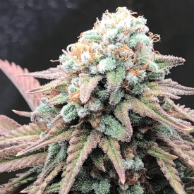 Alien Masster Kush Feminized