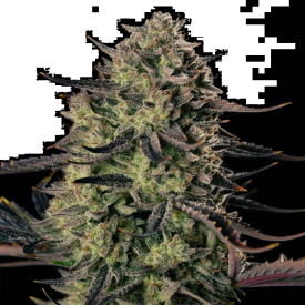 Alien Gas XXL Auto