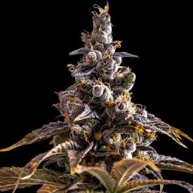 Alien Technology x Do-Si-Dos Feminized