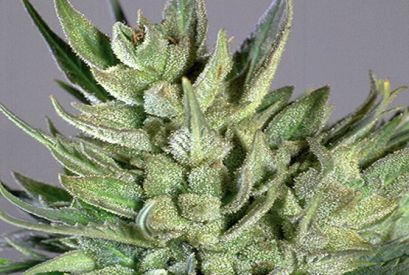 Amnesia Haze Feminised Seeds