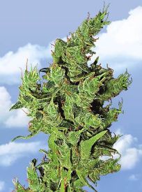 Amsterdam Mist Feminised Seeds