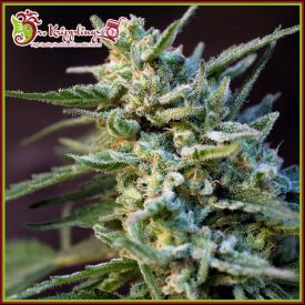 Ape-Zkit Auto Feminised Seeds