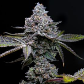 Apple Fritter Feminized Seeds