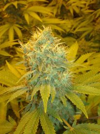 AppleJack Feminised Seeds