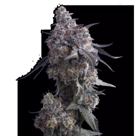 Apples n Bananas Feminized
