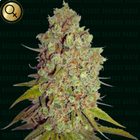 Agent Murphy Feminized