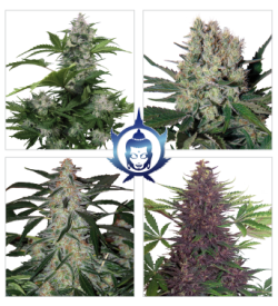 Assorted Mix Auto Feminised Seeds