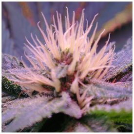 Auto Blue Mystic Feminised Seeds