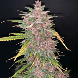 Auto Blueberry Sugar Pine