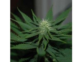 Auto Jock Horror Feminised Seeds