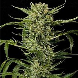 Auto Mass Feminized