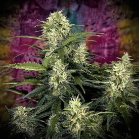 Auto Truffle Berry