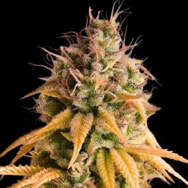 Auto Bonkers Feminized