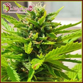 Banana Kick Auto Feminised Seeds