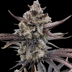 Banana Purple Punch Auto RF3 (Triploid)