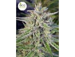 Bangi Haze Regular Seeds