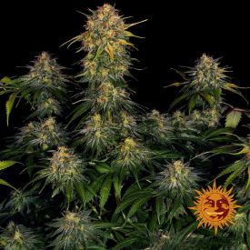Cheese Feminized Seeds