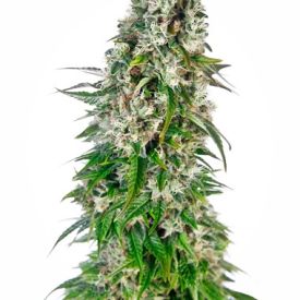 Big Bud Auto