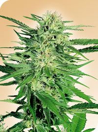 Big Bud Regular Seeds