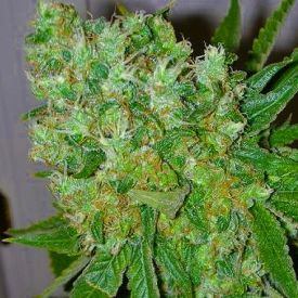 Big Buddha Blue Cheese feminized