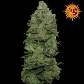 Big Buddha Cheese Dawg Feminized