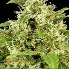 Big Buddha Critical Mass Automatic Feminized