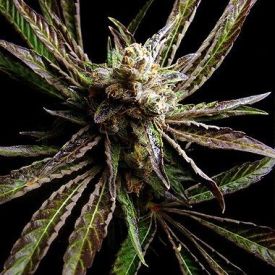 Big Buddha G Bomb Feminized Cannabis Seeds