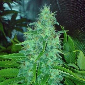 Big Buddha Seeds Freeze Cheese 89 Feminized