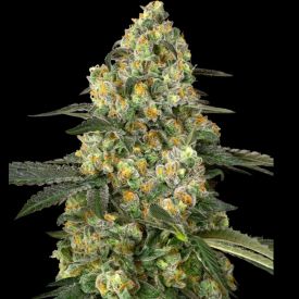 Big Berry Bliss Feminized
