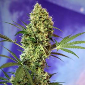 Big Devil Auto – Sweet Seeds