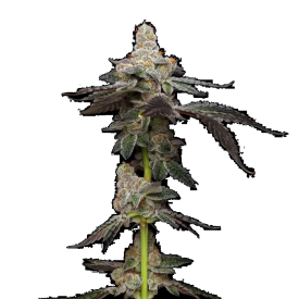 Biscotti Feminized