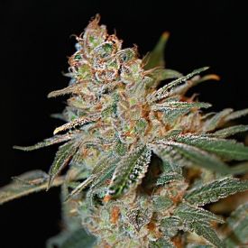 Black Diesel