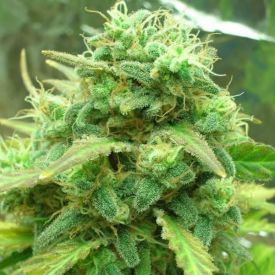 Black Jack Feminised Seeds