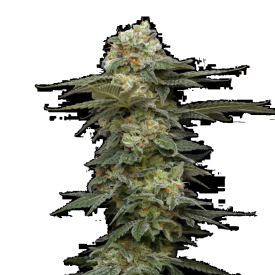 Black Magic Auto