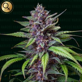Blackbeard Feminized