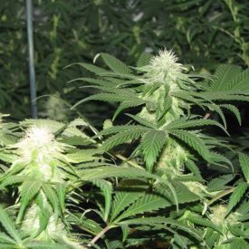 Blackberry Feminised Seeds