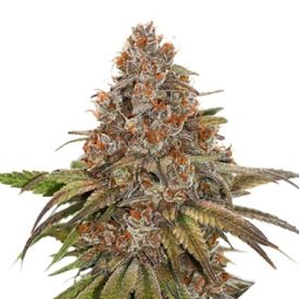 Blackberry Gum Auto