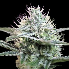 Blackberry Auto