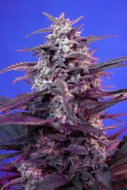 Bloody Skunk Auto Feminised Seeds