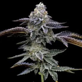 Blue Dream Feminized Seeds