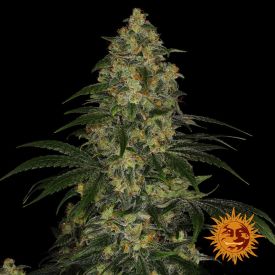 Blue Gelato 41 Feminized Seeds