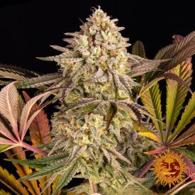 Barneys Farm Blue Sunset Sherbert Feminized Seeds