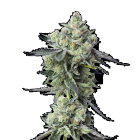 Blue Zushi Feminized