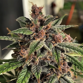 Blueberry Sugar Pine Feminized