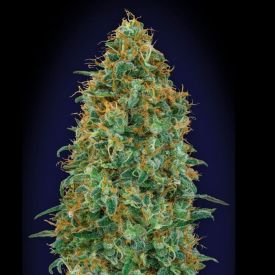 Blueberry