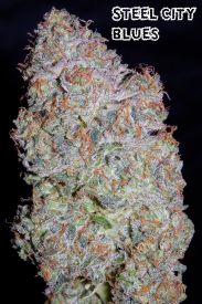 Blues Auto Feminised Seeds